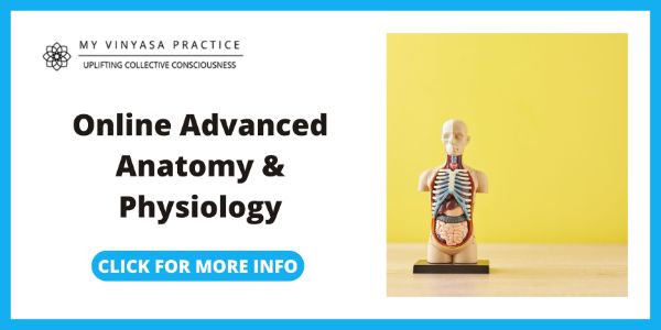 My Vinyasa Practice Online Advanced Anatomy & Physiology