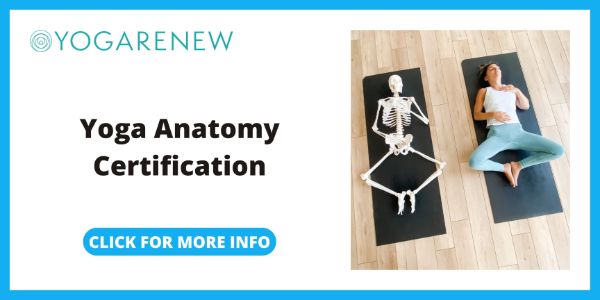 Yoga Renew Yoga Anatomy Certification
