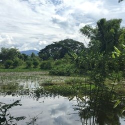 Sacred Heart Yoga logo